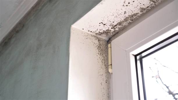 Best Black Mold Removal  in Uvalde Estates, TX