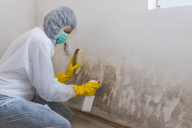 Best Mold Damage Repair  in Uvalde Estates, TX