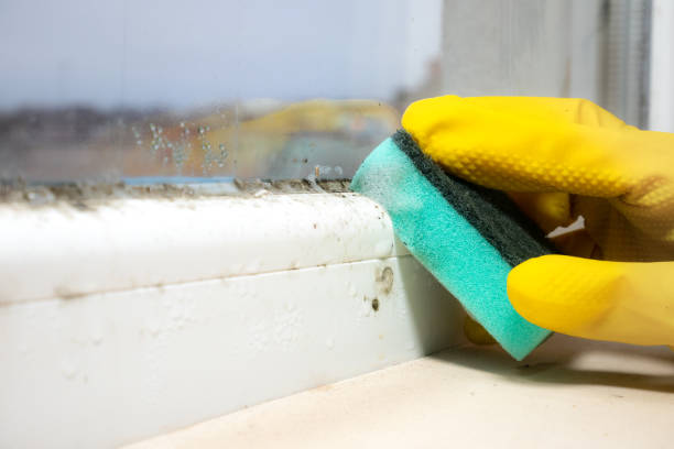 Best Mold Cleaning Services  in Uvalde Estates, TX