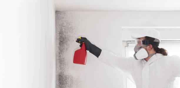 Best Emergency Mold Removal  in Uvalde Estates, TX