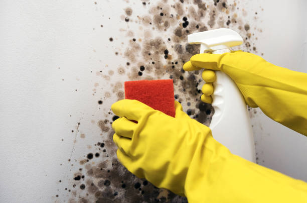 Best Certified Mold Removal  in Uvalde Estates, TX