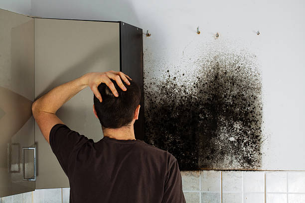 Best Best Mold Removal Companies  in Uvalde Estates, TX