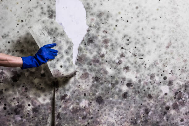 Best Office Mold Removal Services  in Uvalde Estates, TX
