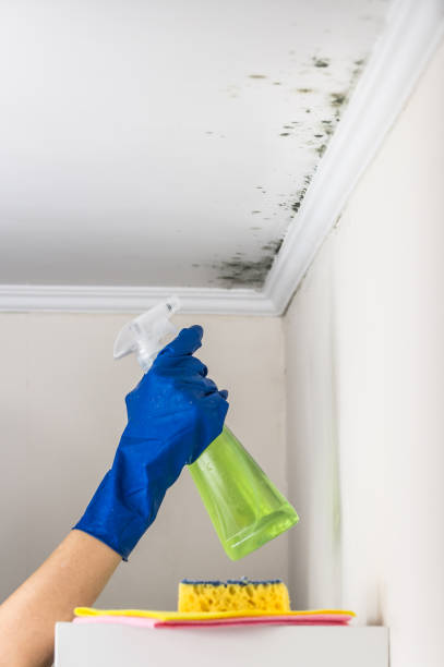 Professional Mold Removal in Uvalde Estates, TX