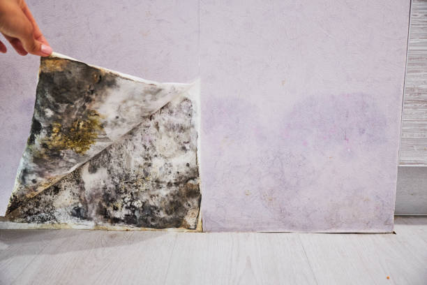 Best Same-Day Mold Removal  in Uvalde Estates, TX